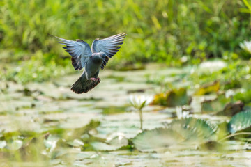 pigeon in flight, landing in a green swamp.