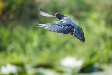 pigeon in flight, landing in a green swamp.