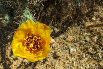 Yellow Cholla cactus blooming in Scottsdale