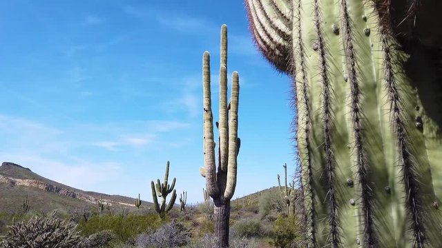 Saguaros in the Sonoran Desert