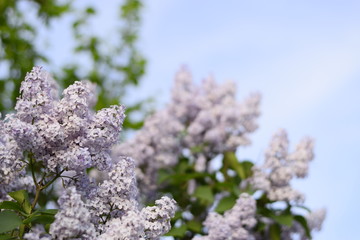 Flowers blooming lilac. Beautiful purple lilac flowers outdoors.