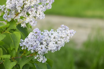 Flowers blooming lilac. Beautiful purple lilac flowers outdoors.
