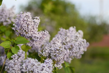 Obraz premium Flowers blooming lilac. Beautiful purple lilac flowers outdoors.