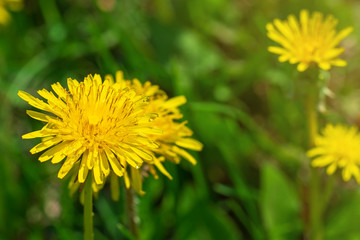 Natural blooming background of yellow beautiful dandelions.