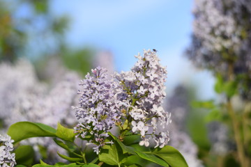 Flowers blooming lilac. Beautiful purple lilac flowers outdoors.