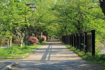 京都、長岡天満宮の境内の新緑と遊歩道