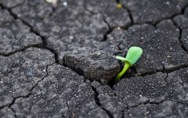 Earth Day. Sunflower sprout makes its way through cracked soil. Sowing and growing crops in the fields.  copy space. 