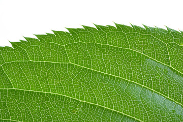 Green leaf on a white background