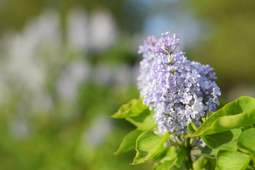 Flowers blooming lilac. Beautiful purple lilac flowers outdoors.