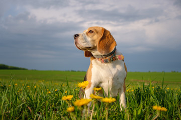 Beagle dog on a walk in the spring on the field with yellow dandelions