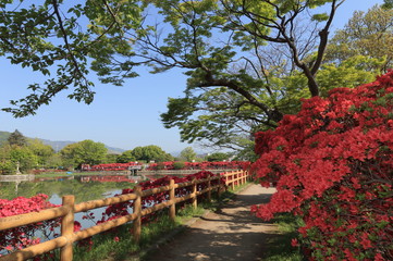 Fototapeta premium 京都、長岡天満宮のキリシマツツジと八条ヶ池の初夏の風景