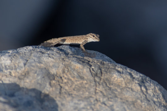 A Rock Semaphore Gecko (Pristurus rupestris) in the evening sun in the United Arab Emirates.