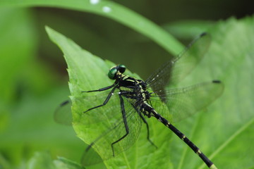 Fototapeta na wymiar Indian dragonfly