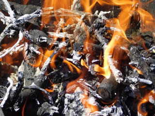  bonfire in nature. burning branches