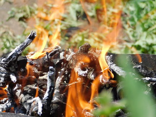  bonfire in nature. burning branches