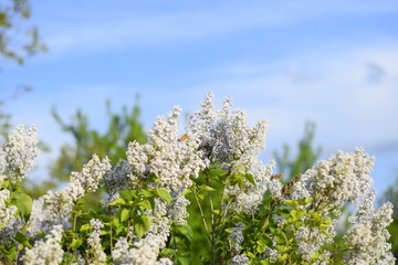 Flowers blooming lilac. Beautiful purple lilac flowers outdoors.