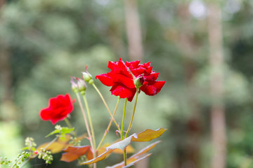 Close up Beautiful rose in a garden.