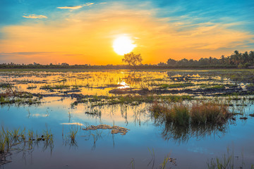 reflection of sunrise on rice field during planting season
