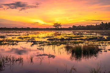 reflection of sunrise on rice field during planting season