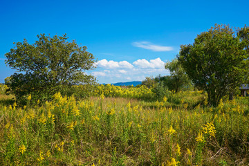 Fototapeta premium Meadow and mountain under blue sky