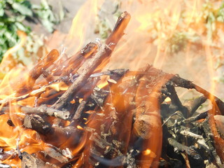  bonfire in nature. burning branches