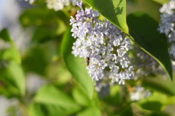 Flowers blooming lilac. Beautiful purple lilac flowers outdoors.