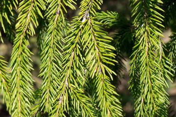 Green spiny from bright branches of spruce as background