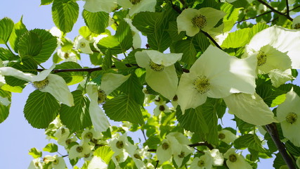Davidia involucrata tree with big incredible beautiful flowers and cordate leaves close up. Pocket handkerchief tree.