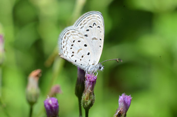 Obraz na płótnie Canvas White wing butterfly, and the whole body has a white, gray hair