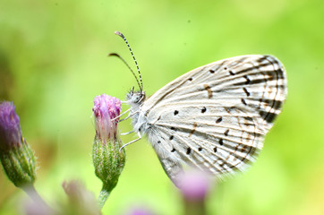 White wing butterfly, and the whole body has a white, gray hair