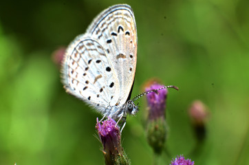 White wing butterfly, and the whole body has a white, gray hair