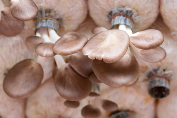 Mushroom in farm, Pleurotus pulmonarius or phoenix mushroom, Mushroom cultivation