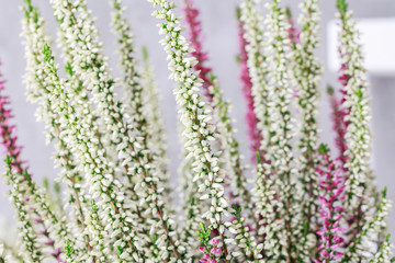 White and violet heather (Calluna vulgaris)