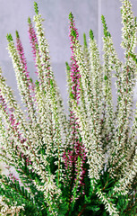 White and violet heather (Calluna vulgaris)