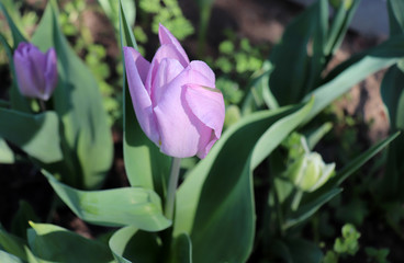 A macro shot of an violet tulip in bloom is working perfectly with the green background.Candy Price tulip. Spring background. Greeting card for Valentine's Day, Woman's Day and Mother's Day.