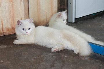 White Persian cat is lying in front of mirror looking at something on the right side