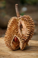 Durian fruit is rotten on the wood floor.