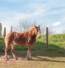 Fototapeta premium Draft Horse Gelding - Full Body