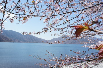 中禅寺湖のオオヤマザクラ