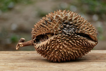 Durian fruit is rotten on the wood floor.