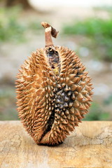 Durian fruit is rotten on the wood floor.