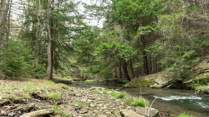 Stream in forrest