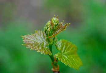 Young shoot of grapes from the beginnings of the inflorescences close-up on blurred green background