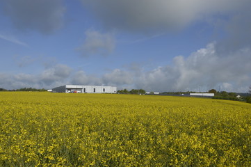 yellow field of rape