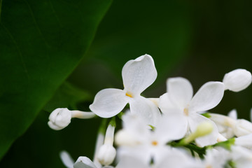 Flowers white lilac on a green natural background