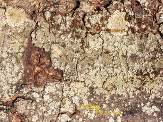 Detail of Horse Chestnut Bark eroded by time, plant of a centuries-old park. Textures and scratches on the bark with moss caused by time.