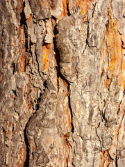 Detail of Horse Chestnut Bark eroded by time, plant of a centuries-old park. Textures and scratches on the bark with moss caused by time.
