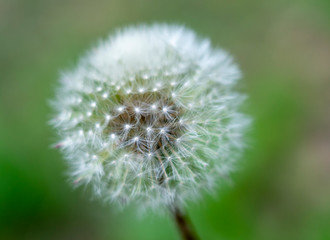 Fototapeta premium beautiful pattern from the seeds of a dandelion close-up on blurred green background