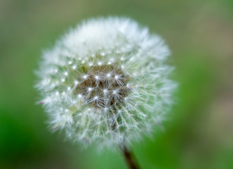 beautiful pattern from the seeds of a dandelion close-up on blurred green background