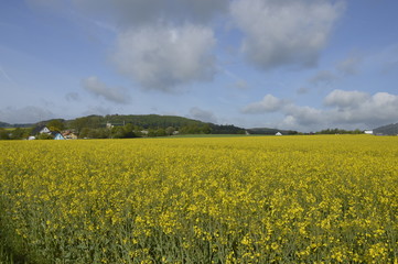 yellow field of oilseed rape
